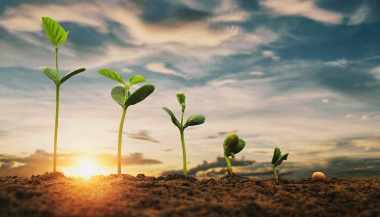 Brotes creciendo en la tierra al amanecer