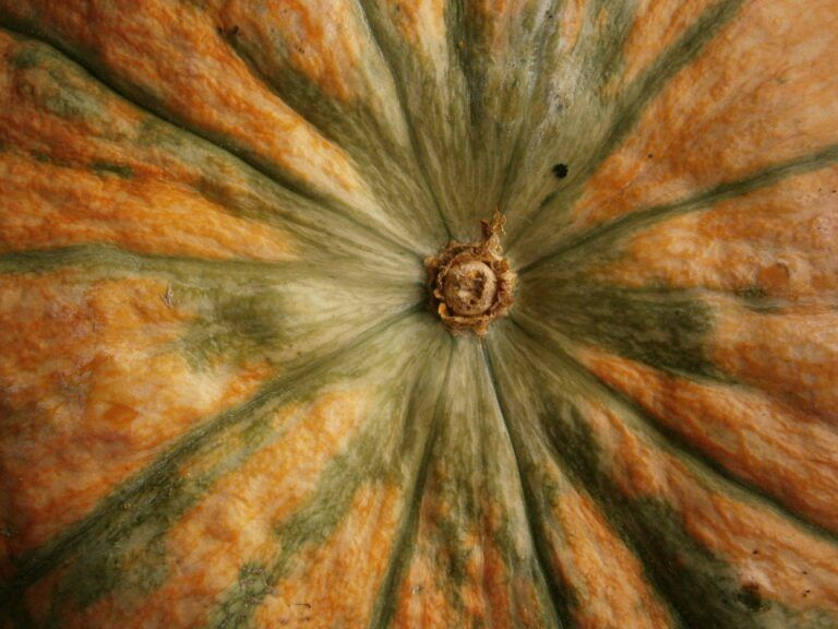 Piel de calabaza vista de cerca, con su textura verde y naranja